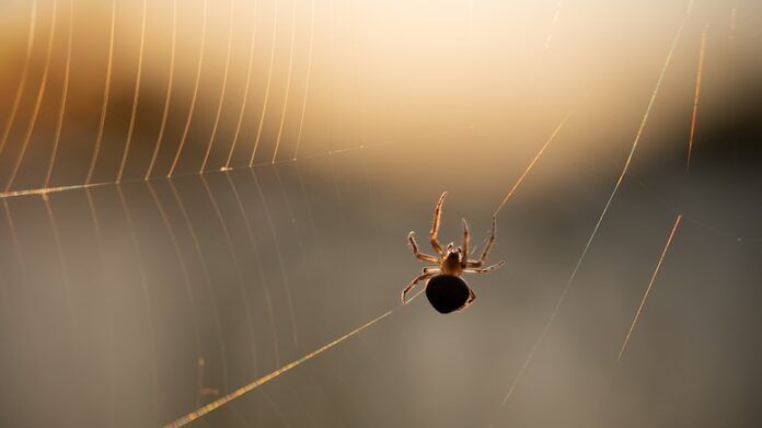 spider-web-crawl-crawler