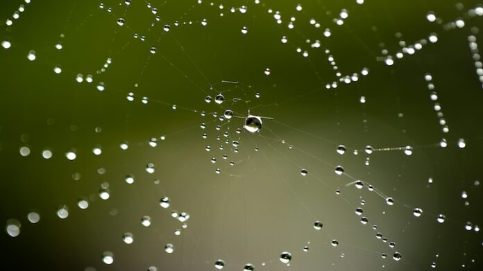 web-spider-dew-drop-water