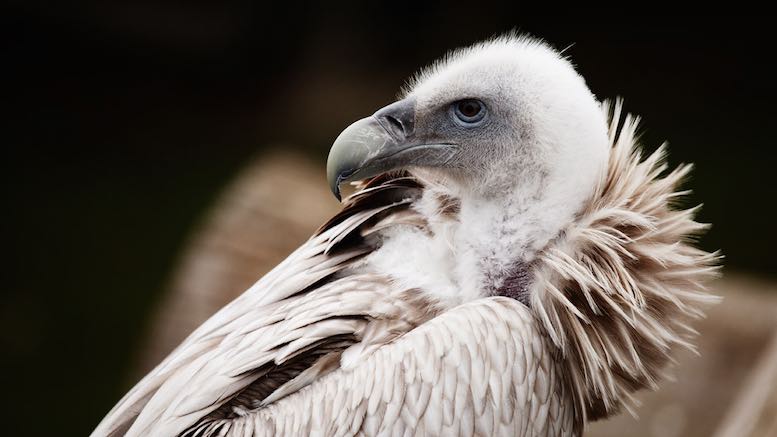vulture